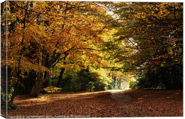 Autumn Woodland at Wentworth Woodhouse  Canvas Print by Joy Newbould