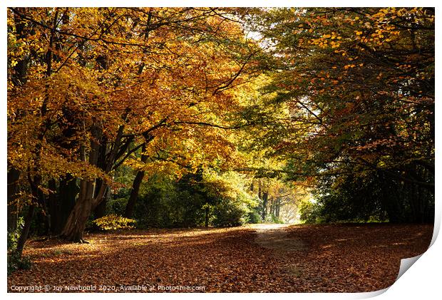 Autumn Woodland at Wentworth Woodhouse  Print by Joy Newbould
