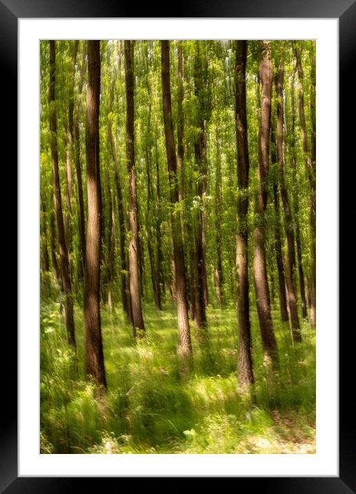 Blurred forest Framed Mounted Print by Arpad Radoczy