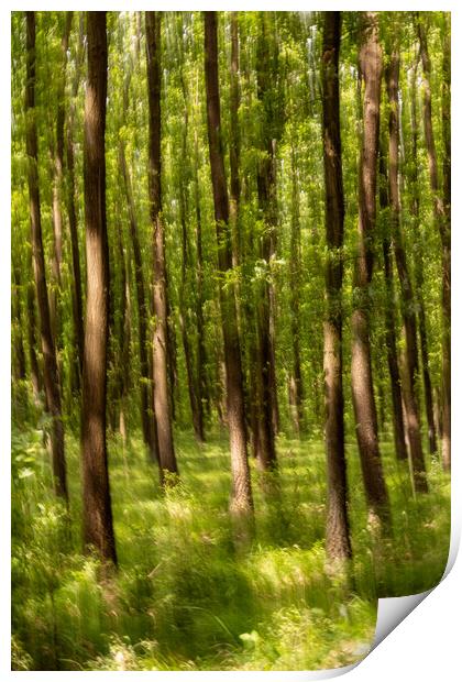 Blurred forest Print by Arpad Radoczy