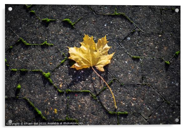 Yellow leaf  Acrylic by Efraim Gal