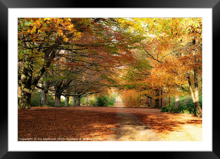 Autumn Colours  Framed Mounted Print by Joy Newbould