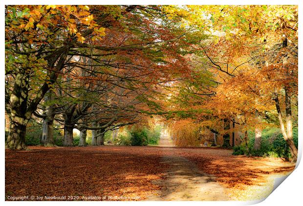 Autumn Colours  Print by Joy Newbould