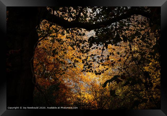 Autumn Trees  Framed Print by Joy Newbould