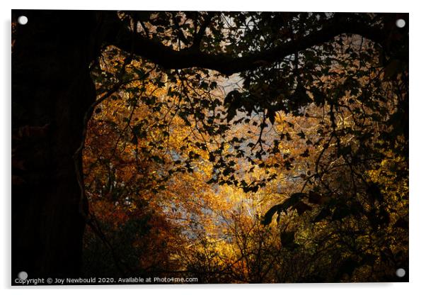 Autumn Trees  Acrylic by Joy Newbould