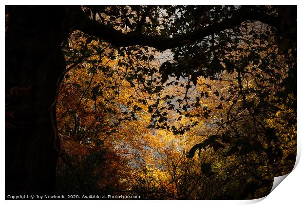 Autumn Trees  Print by Joy Newbould