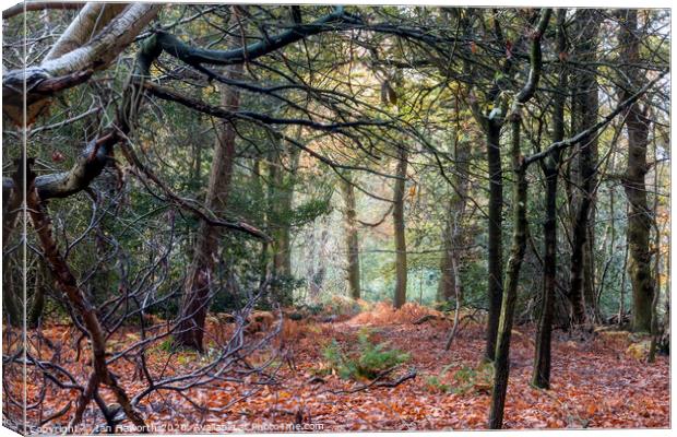 Autumn In The Woods Canvas Print by Ian Haworth