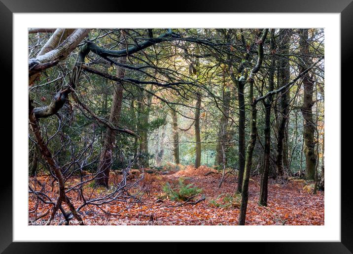 Autumn In The Woods Framed Mounted Print by Ian Haworth