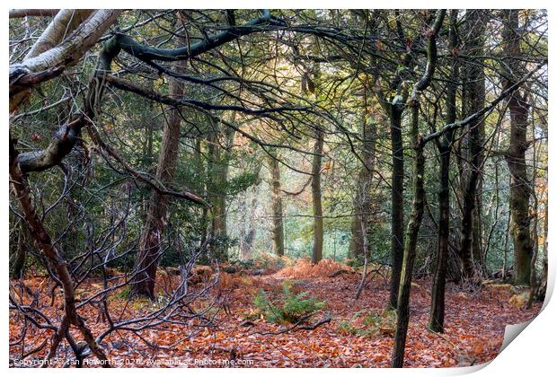Autumn In The Woods Print by Ian Haworth