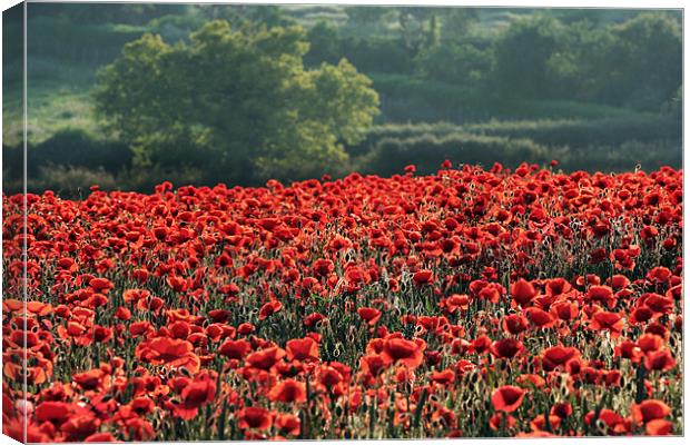 Red Poppies Canvas Print by Tony Bates