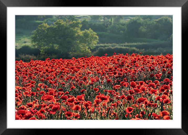 Red Poppies Framed Mounted Print by Tony Bates
