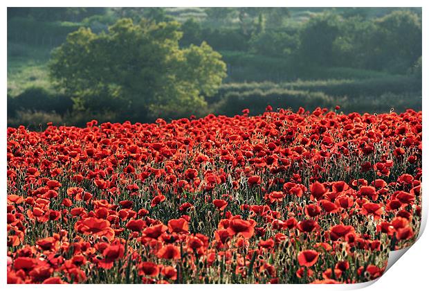 Red Poppies Print by Tony Bates