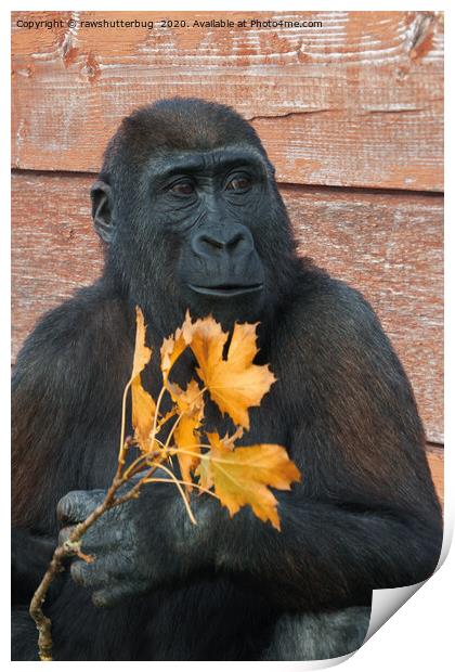 Gorilla Shufai With With An Autumn Leaf Print by rawshutterbug 