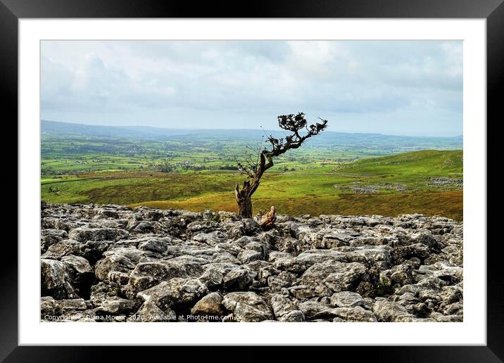 Twistleton Scar Tree Yorkshire Dales Framed Mounted Print by Diana Mower