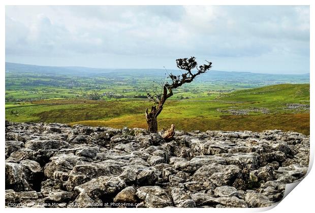 Twistleton Scar Tree Yorkshire Dales Print by Diana Mower