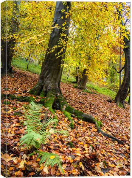 Autumn in Millington woods Canvas Print by Richard Burdon
