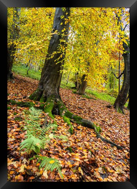 Autumn in Millington woods Framed Print by Richard Burdon