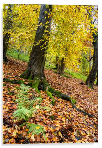 Autumn in Millington woods Acrylic by Richard Burdon