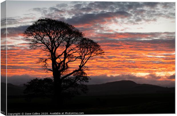 A tree silhouette at sunrise, Scotland Canvas Print by Dave Collins