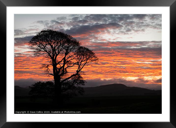 A tree silhouette at sunrise, Scotland Framed Mounted Print by Dave Collins