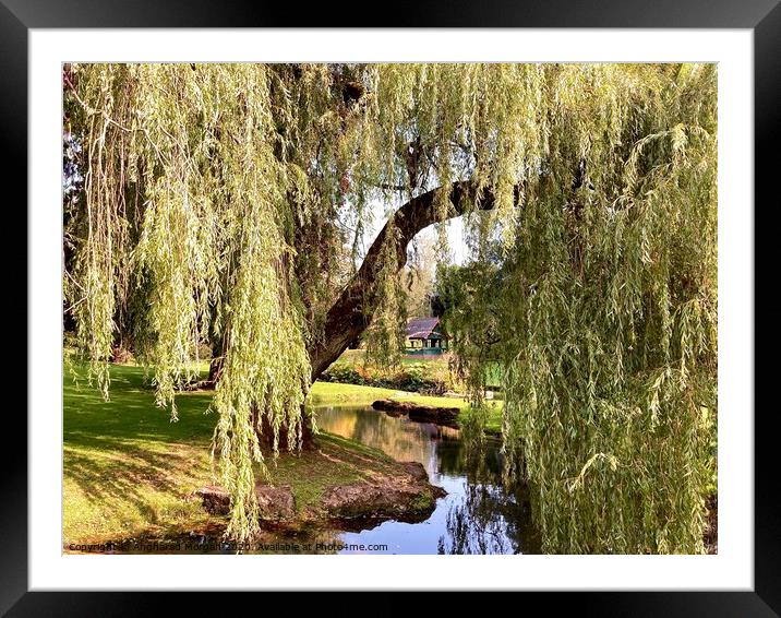 The Sunlit Weeping Willow  Framed Mounted Print by Angharad Morgan