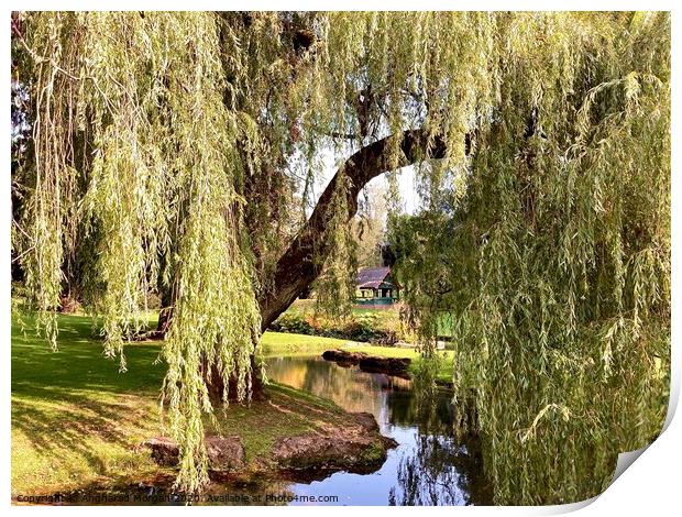The Sunlit Weeping Willow  Print by Angharad Morgan