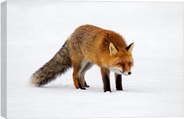 Red Fox Hunting in Winter Canvas Print by Arterra 