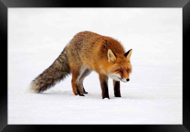Red Fox Hunting in Winter Framed Print by Arterra 