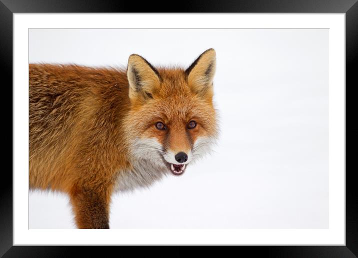 Red Fox in the Snow in Winter Framed Mounted Print by Arterra 