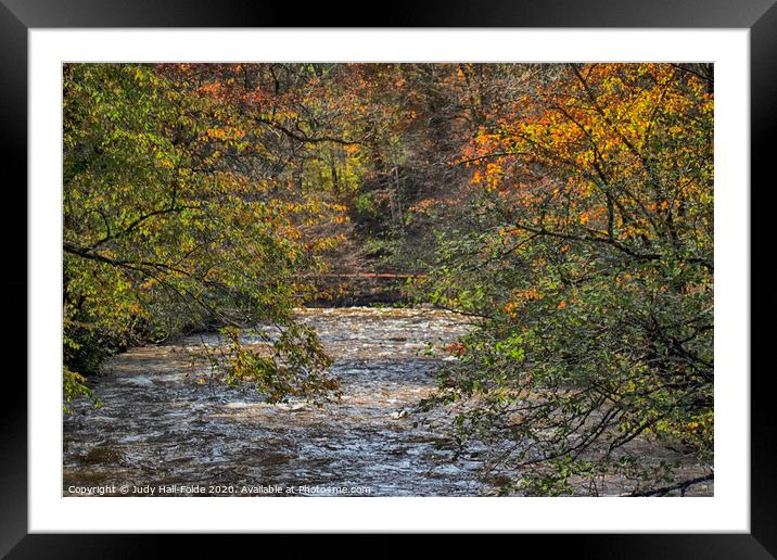 Autumn Trees over the River Framed Mounted Print by Judy Hall-Folde
