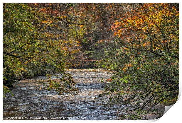 Autumn Trees over the River Print by Judy Hall-Folde