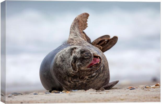 Laughing Grey Seal Canvas Print by Arterra 