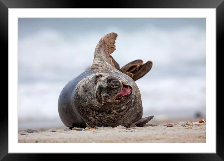 Laughing Grey Seal Framed Mounted Print by Arterra 