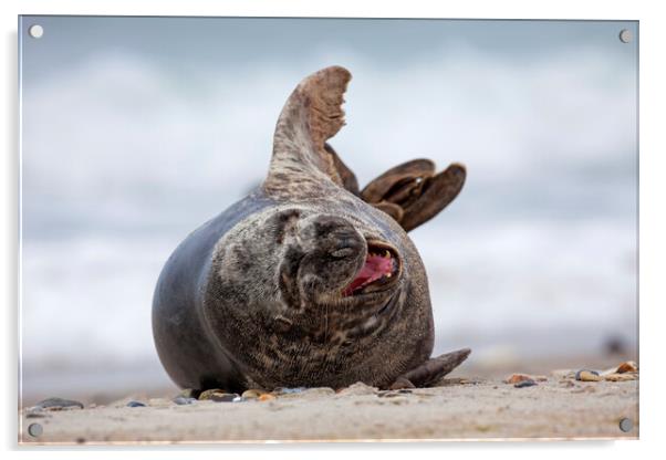 Laughing Grey Seal Acrylic by Arterra 