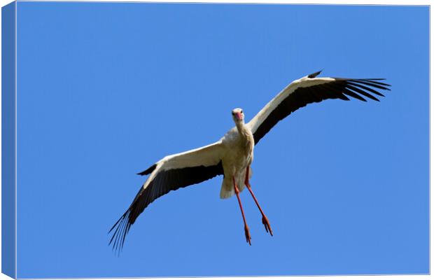 White Stork Landing Canvas Print by Arterra 