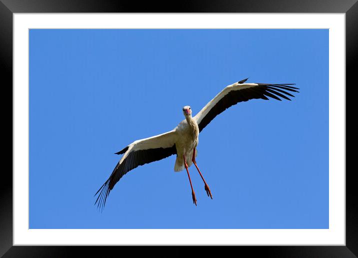 White Stork Landing Framed Mounted Print by Arterra 