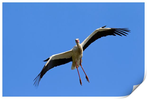 White Stork Landing Print by Arterra 