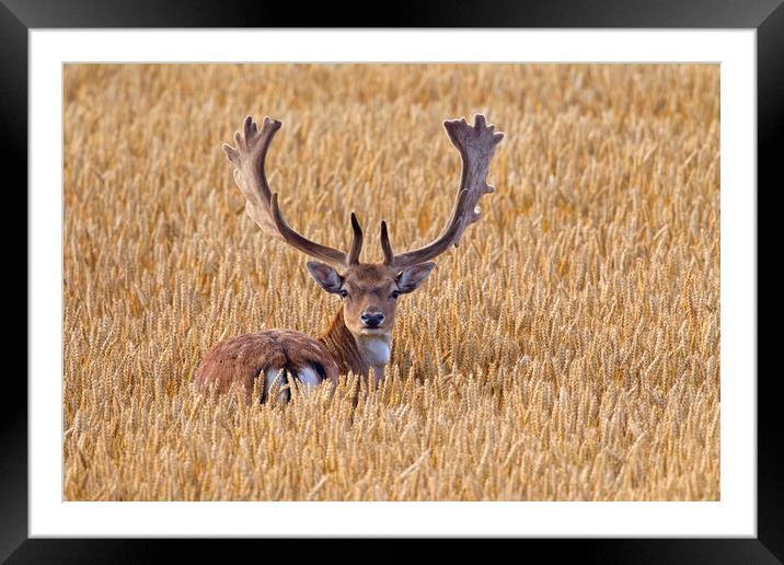 Fallow Deer Buck in Wheat Field Framed Mounted Print by Arterra 