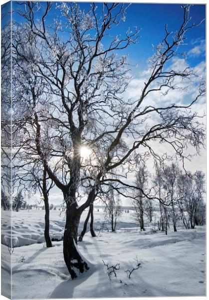 Frost covered Birch Trees Canvas Print by Arterra 