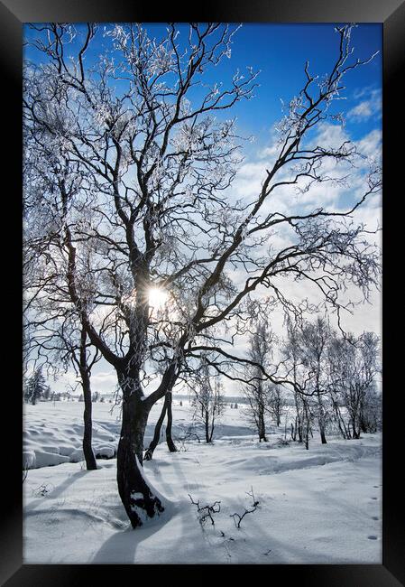 Frost covered Birch Trees Framed Print by Arterra 