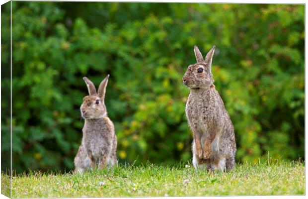 Two Curious Rabbits in Field Canvas Print by Arterra 