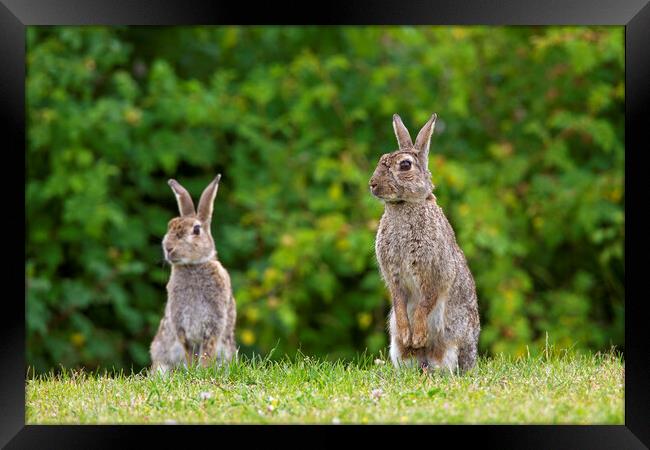 Two Curious Rabbits in Field Framed Print by Arterra 