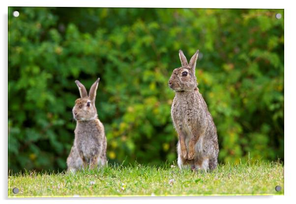 Two Curious Rabbits in Field Acrylic by Arterra 