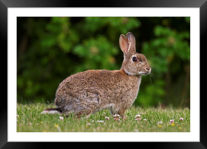 European Rabbit Framed Mounted Print by Arterra 