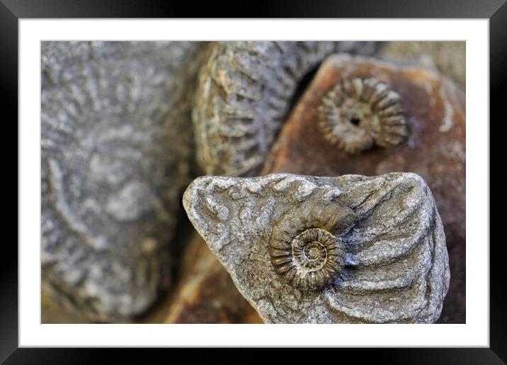 Lyme Regis Fossils Framed Mounted Print by Arterra 