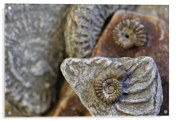 Lyme Regis Fossils Acrylic by Arterra 