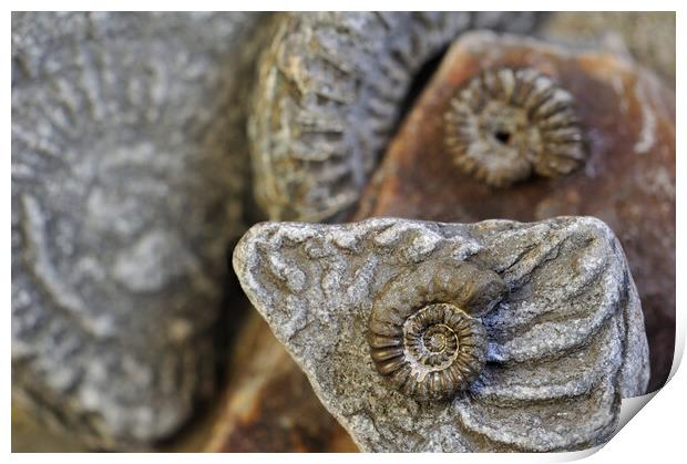 Lyme Regis Fossils Print by Arterra 