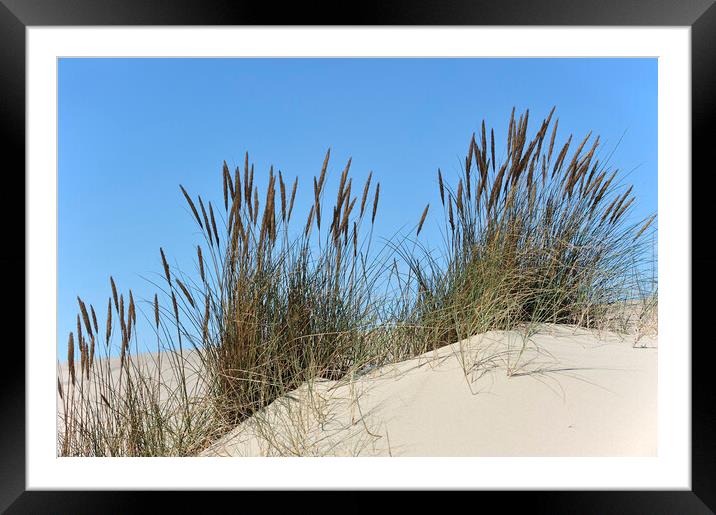 Marram Grass in the Dunes Framed Mounted Print by Arterra 