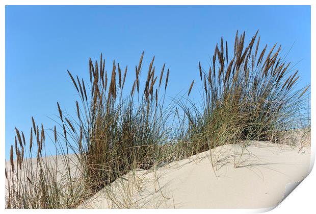 Marram Grass in the Dunes Print by Arterra 