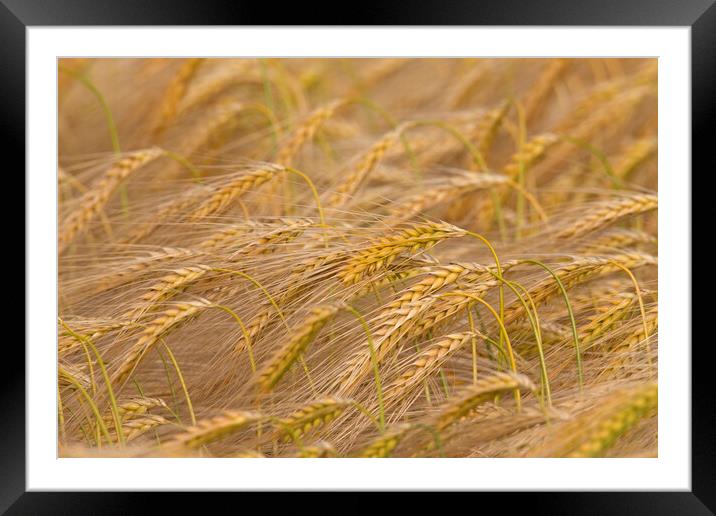 Barley Field Framed Mounted Print by Arterra 